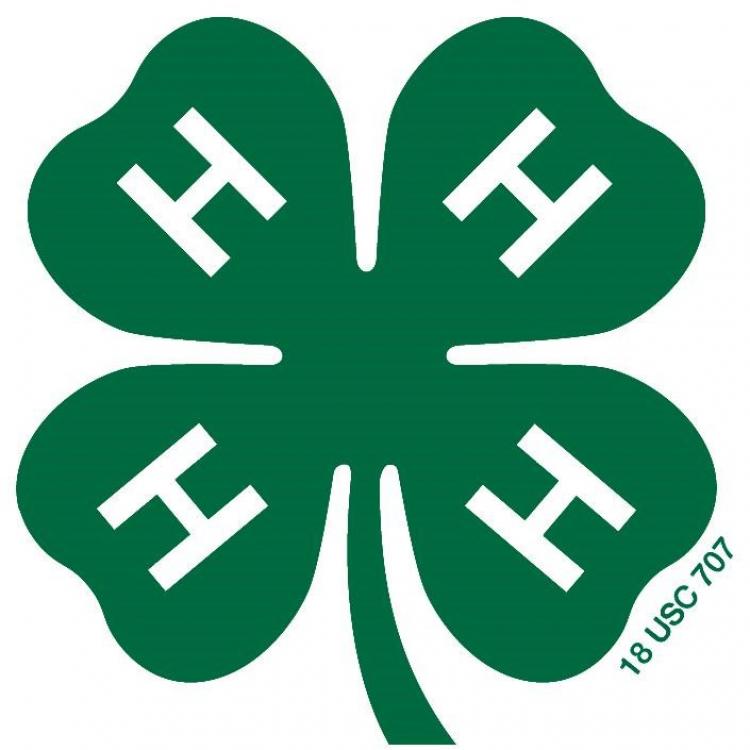  clover